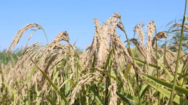 Новый сорт риса вывели в Кызылординской области  - Sputnik Казахстан