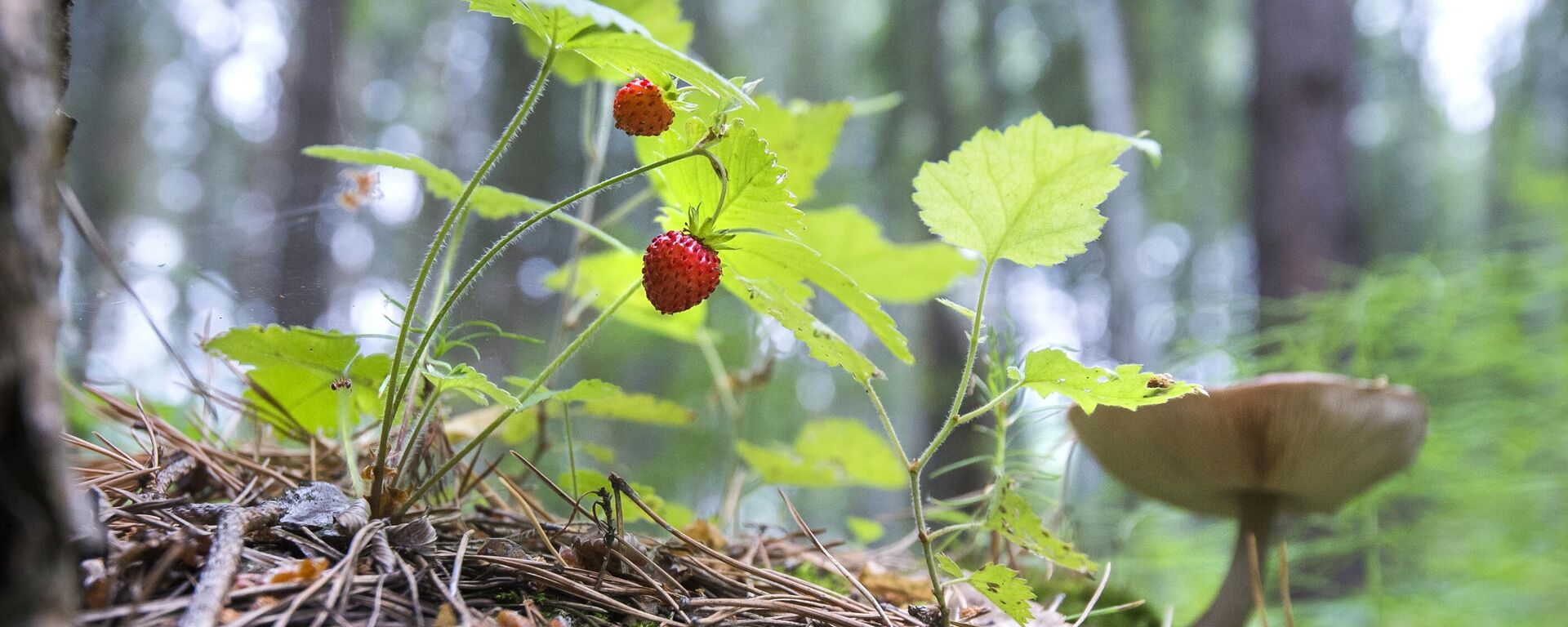 Ягоды земляники в лесу - Sputnik Казахстан, 1920, 04.09.2025