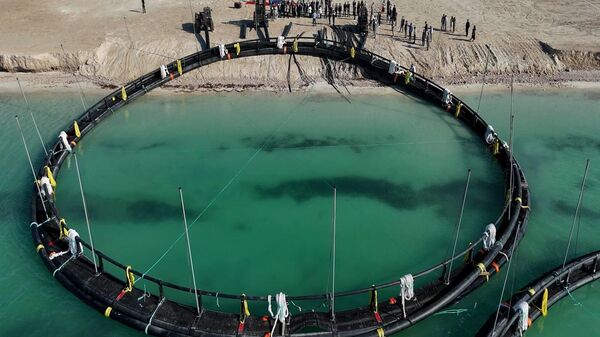 Проект по развитию морской аквакультуры запущен в Мангистауской области   - Sputnik Казахстан