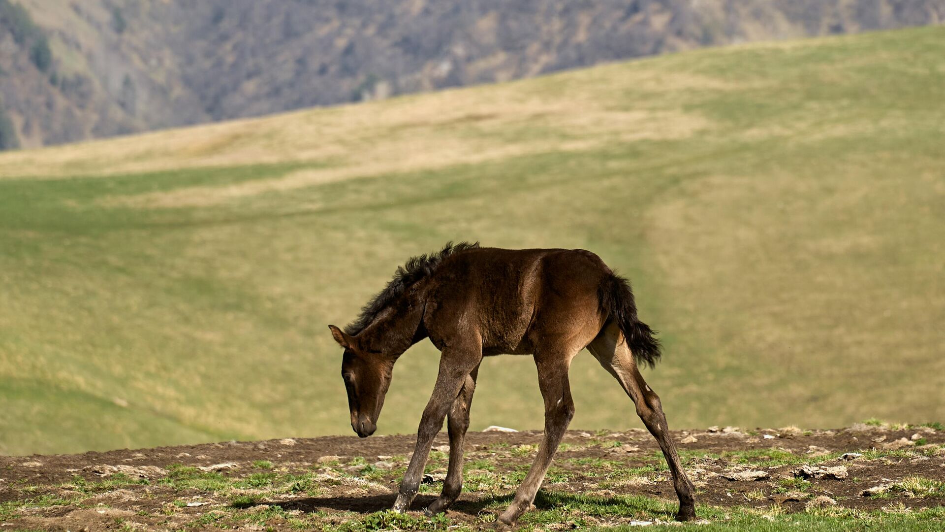 Жеребенок - Sputnik Казахстан, 1920, 09.09.2025