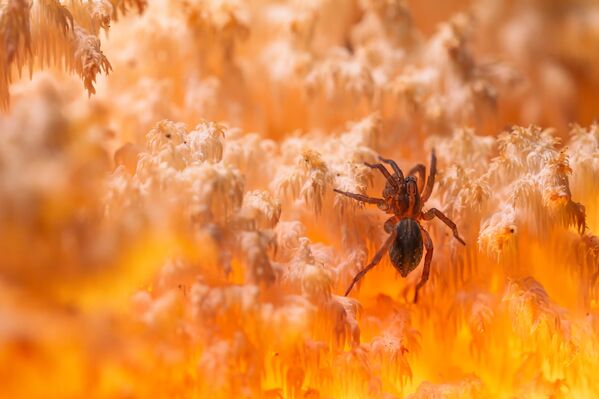 Снимок "В коралловом царстве" фотографа Дениса Пронина, победивший в номинации "Макромир" XI фотоконкурса РГО "Самая красивая страна глазами детей". - Sputnik Казахстан