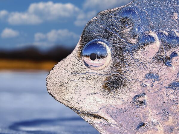 Снимок "Грустная нерпа" фотографа Игоря Жабского, победивший в номинации "Искусство дикой природы (арт-фото)" XI фотоконкурса РГО "Самая красивая страна". - Sputnik Казахстан