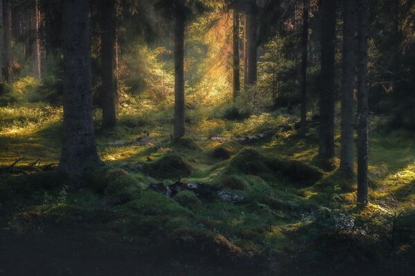 Снимок "Таинственный лес" фотографа Даниила Силантьева, победивший в номинации "Самые красивые обои для рабочего стола" XI фотоконкурса РГО "Самая красивая страна". - Sputnik Казахстан