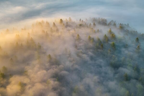 Снимок "Утренняя сказка над еловым лесом" фотографа Александра Пашеничева, победивший в номинации "Магия стихии" XI фотоконкурса РГО "Самая красивая страна". - Sputnik Казахстан