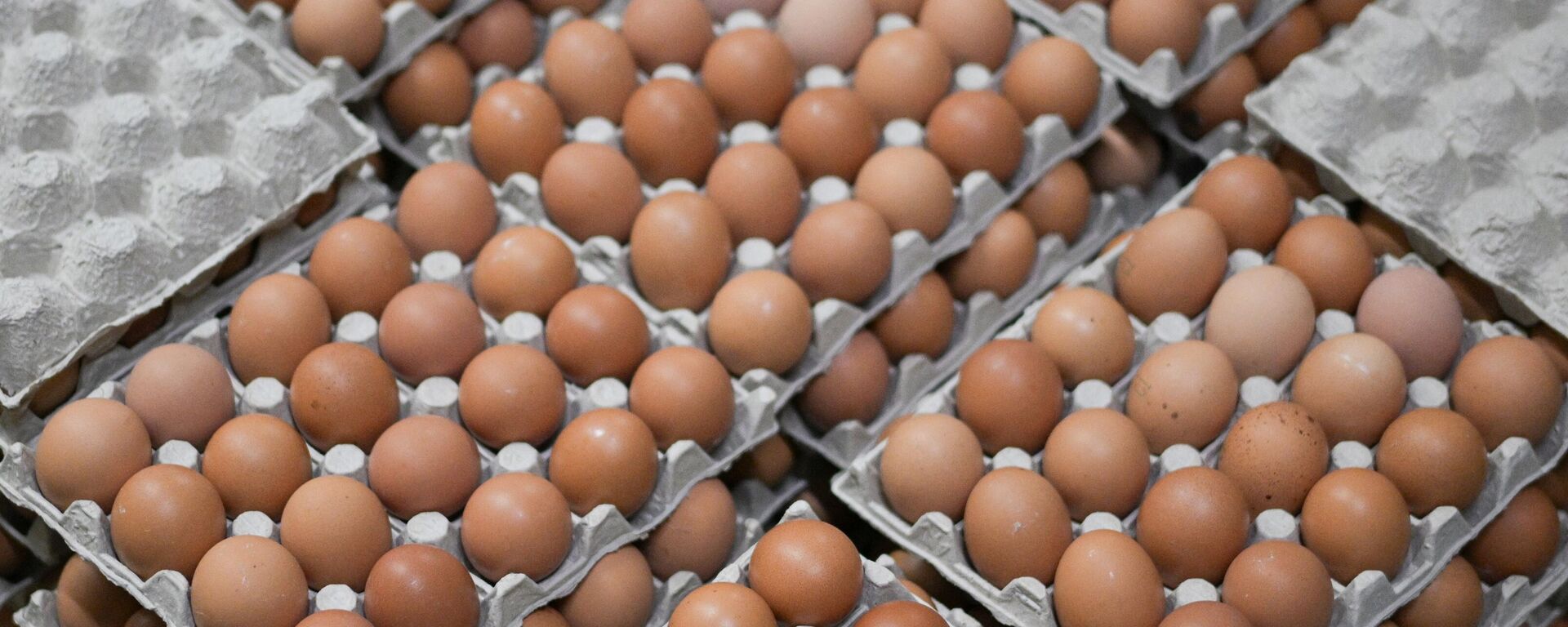 Производство куриных яиц в Новосибирской области - Sputnik Казахстан, 1920, 13.09.2025