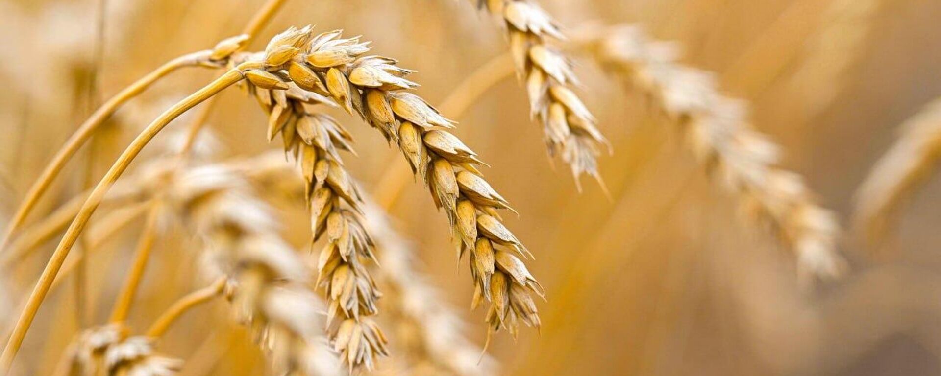 Уборочная кампания в Акмолинской области, архивное фото - Sputnik Казахстан, 1920, 15.11.2025