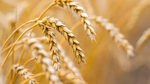 Бидай - Sputnik Қазақстан