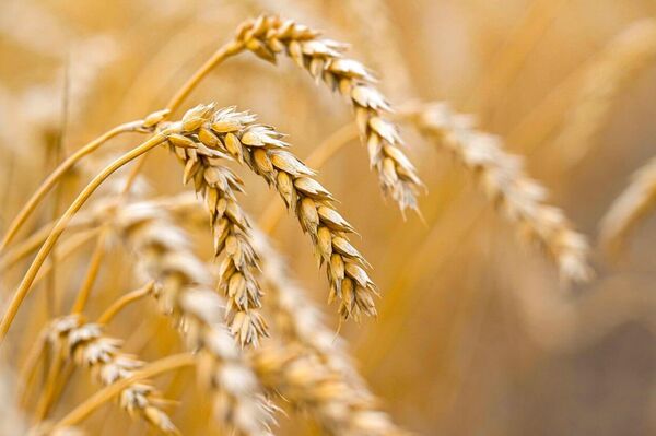 Токаев ознакомился с ходом уборочной кампании в Акмолинской области - Sputnik Казахстан