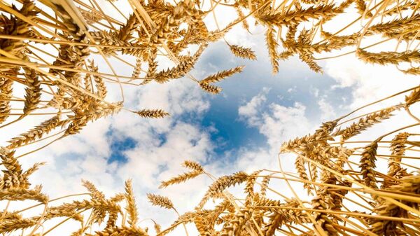 Токаев ознакомился с ходом уборочной кампании в Акмолинской области - Sputnik Қазақстан