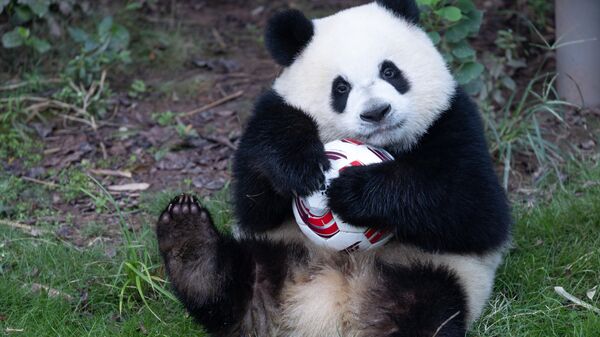 Большая панда Ци Ин играет в футбол в зоопарке Чунцина, Китай - Sputnik Казахстан