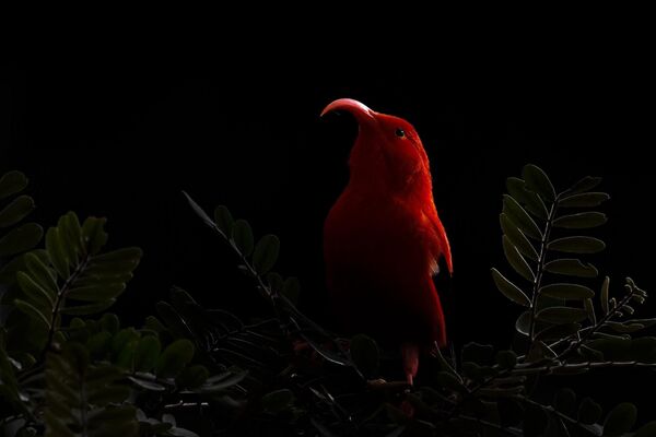 Жас швед фотограф Гарри Седин түсірген "Орман асылы" деп аталатын сурет. Жас швед фотограф Гарри Седин түсірген "Орман асылы" деп аталатын сурет. - Sputnik Қазақстан