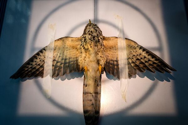 Үндістандық фотограф Сартак Агравал түсірген "Рентгенография". Үндістандық фотограф Сартак Агравал түсірген "Рентгенография". - Sputnik Қазақстан