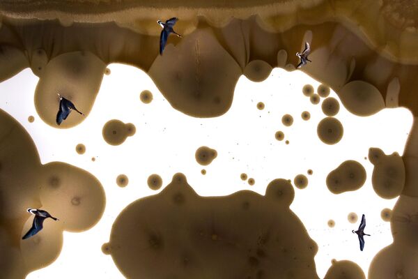 Венгрия фотографы Тибор Литауски түсірген "Ұшу" атты сурет. Венгрия фотографы Тибор Литауски түсірген "Ұшу" атты сурет. - Sputnik Қазақстан