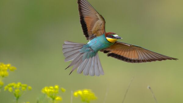Снимок Graceful Flight Over Wild Bloom немецкого фотографа Sasha Jumanca, занявший 1 место в категории 11 AND UNDER фотоконкурса Bird Photographer of the Year 2025 - Sputnik Қазақстан