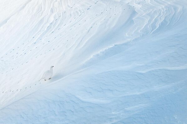 "Тасты күркетауық" Леви Фитце, Швейцария. "Тасты күркетауық" Леви Фитце, Швейцария. - Sputnik Қазақстан