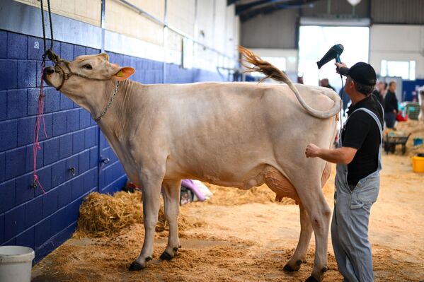 Коров готовят к выставке The Dairy Show, Англия. - Sputnik Казахстан