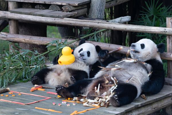 Большие панды Хао Ци и Ци Ин наслаждаются угощениями в честь Дня независимости в зоопарке Чунцина, Китай. - Sputnik Казахстан