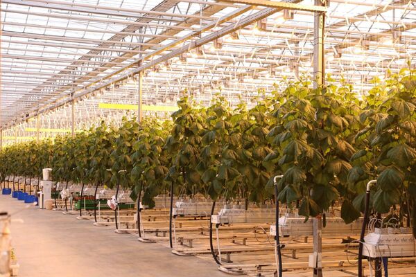 Делегация Курганской области посетила Северо-Казахстанскую область Делегация Курганской области посетила Северо-Казахстанскую область - Sputnik Казахстан