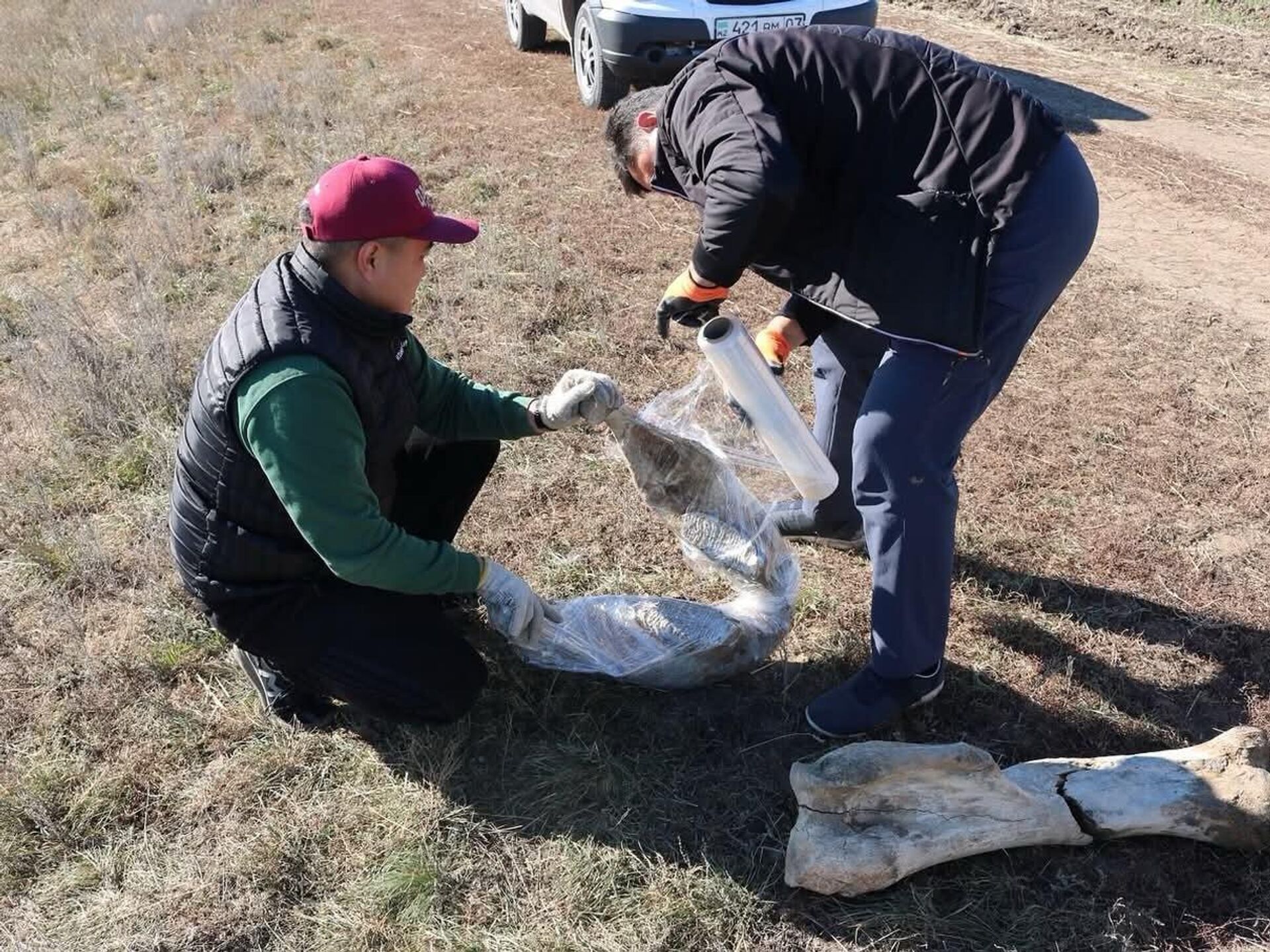 Кости взрослого мамонта нашли в Акмолинской области - Sputnik Казахстан, 1920, 15.10.2025