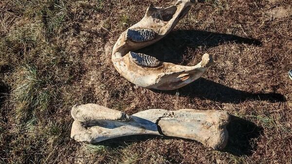 Кости взрослого мамонта нашли в Акмолинской области - Sputnik Казахстан