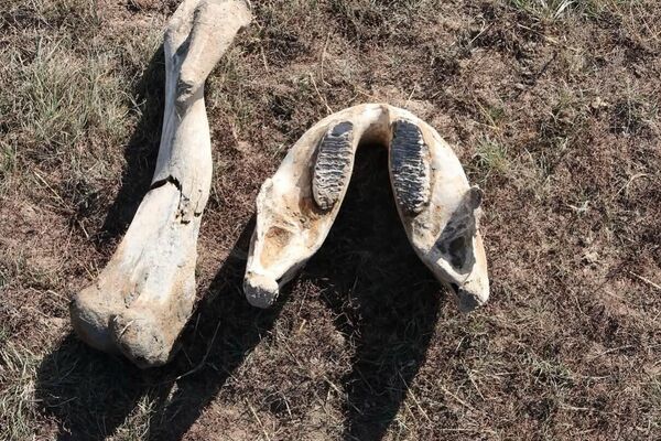 Кости взрослого мамонта нашли в Акмолинской области - Sputnik Казахстан