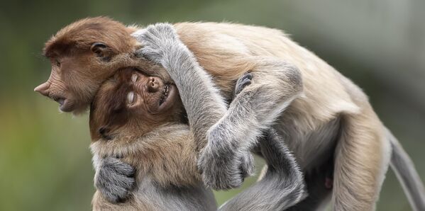 "Братские объятия" фотографа Даниэля Вальверде. "Братские объятия" фотографа Даниэля Вальверде. - Sputnik Казахстан
