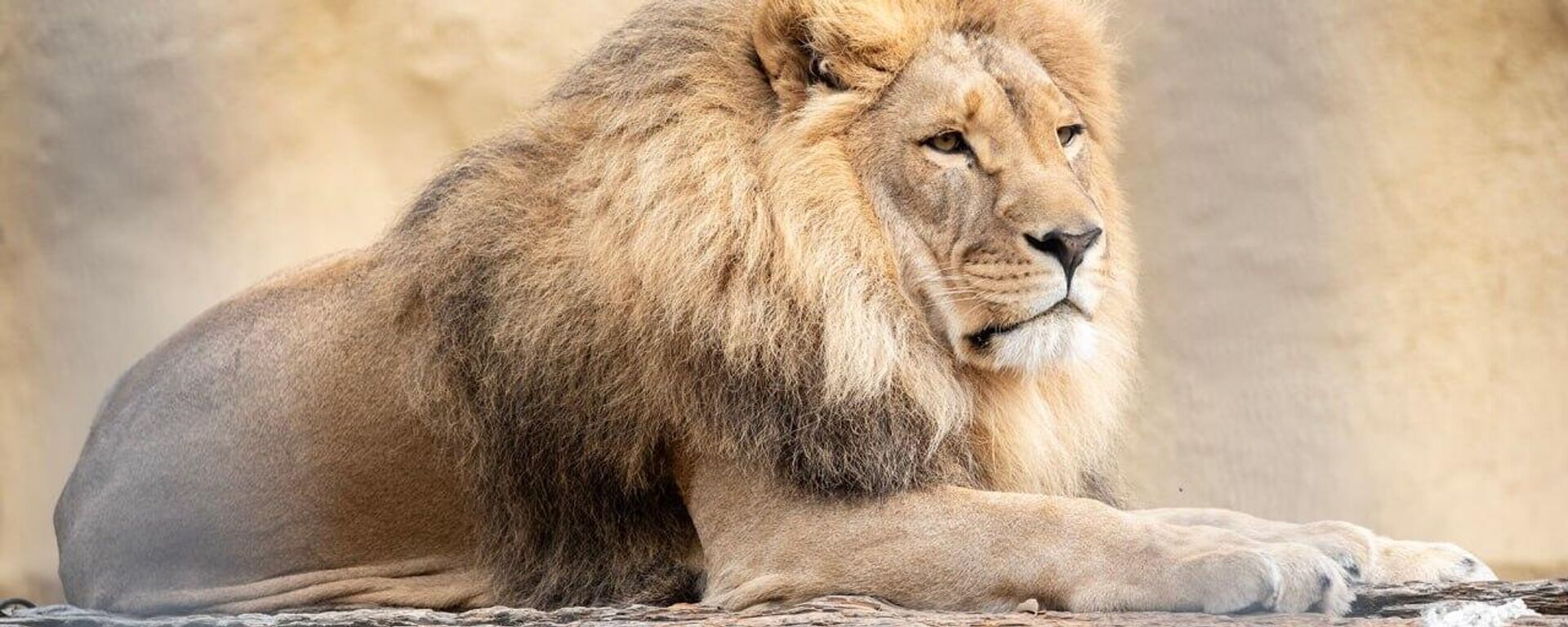 Лев в зоопарке Алматы - Sputnik Қазақстан, 1920, 12.04.2026