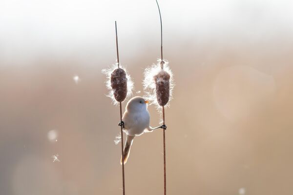 Бородатый камышовый летяга балансирует на стеблях в водно-болотном парке Лунфэн, Китай. - Sputnik Казахстан
