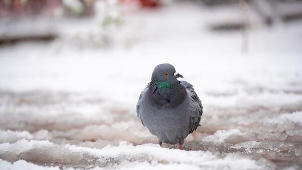 В Алматы выпал первый снег - Sputnik Казахстан