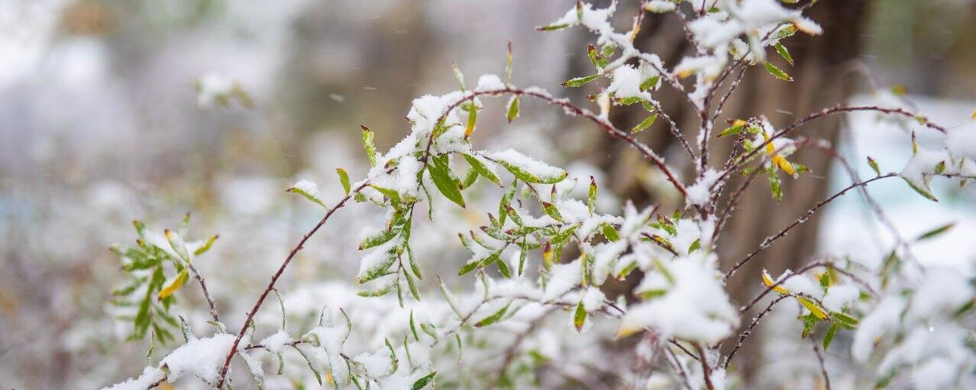 Алматыдағы қар - Sputnik Қазақстан, 1920, 10.12.2025