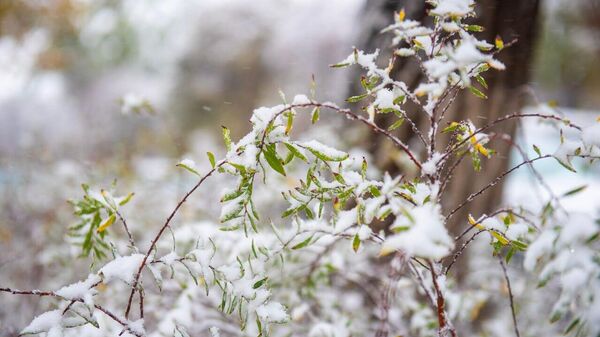 В Алматы выпал первый снег - Sputnik Казахстан
