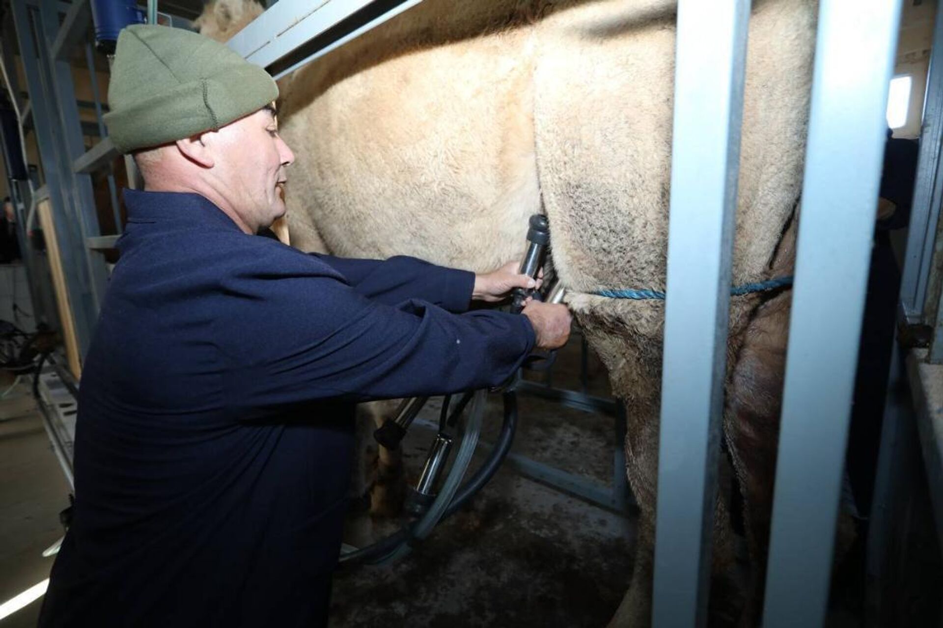 Автоматизированный цех по доению верблюдов открылся в Мангистауской области  - Sputnik Қазақстан, 1920, 08.11.2025