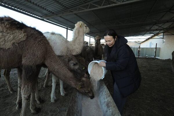 Автоматизированный цех по доению верблюдов открылся в Мангистауской области  - Sputnik Казахстан