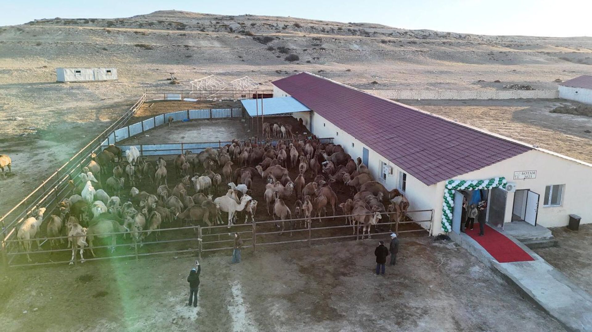 Автоматизированный цех по доению верблюдов открылся в Мангистауской области  - Sputnik Қазақстан, 1920, 08.11.2025