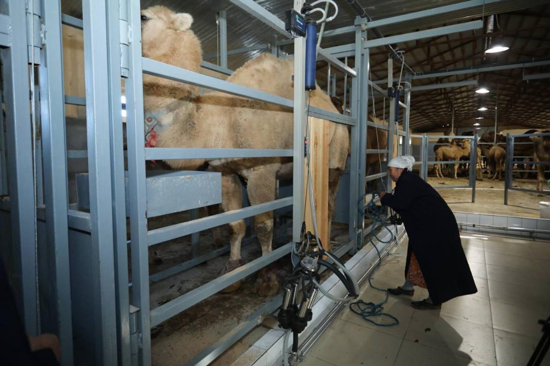 Автоматизированный цех по доению верблюдов открылся в Мангистауской области  - Sputnik Казахстан, 1920, 08.11.2025