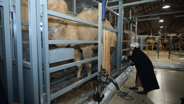Маңғыстауда тұңғыш автоматтандырылған түйе сауатын кәсіпорын ашылды - Sputnik Қазақстан