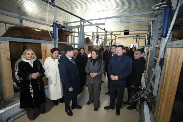 Автоматизированный цех по доению верблюдов открылся в Мангистауской области  - Sputnik Казахстан