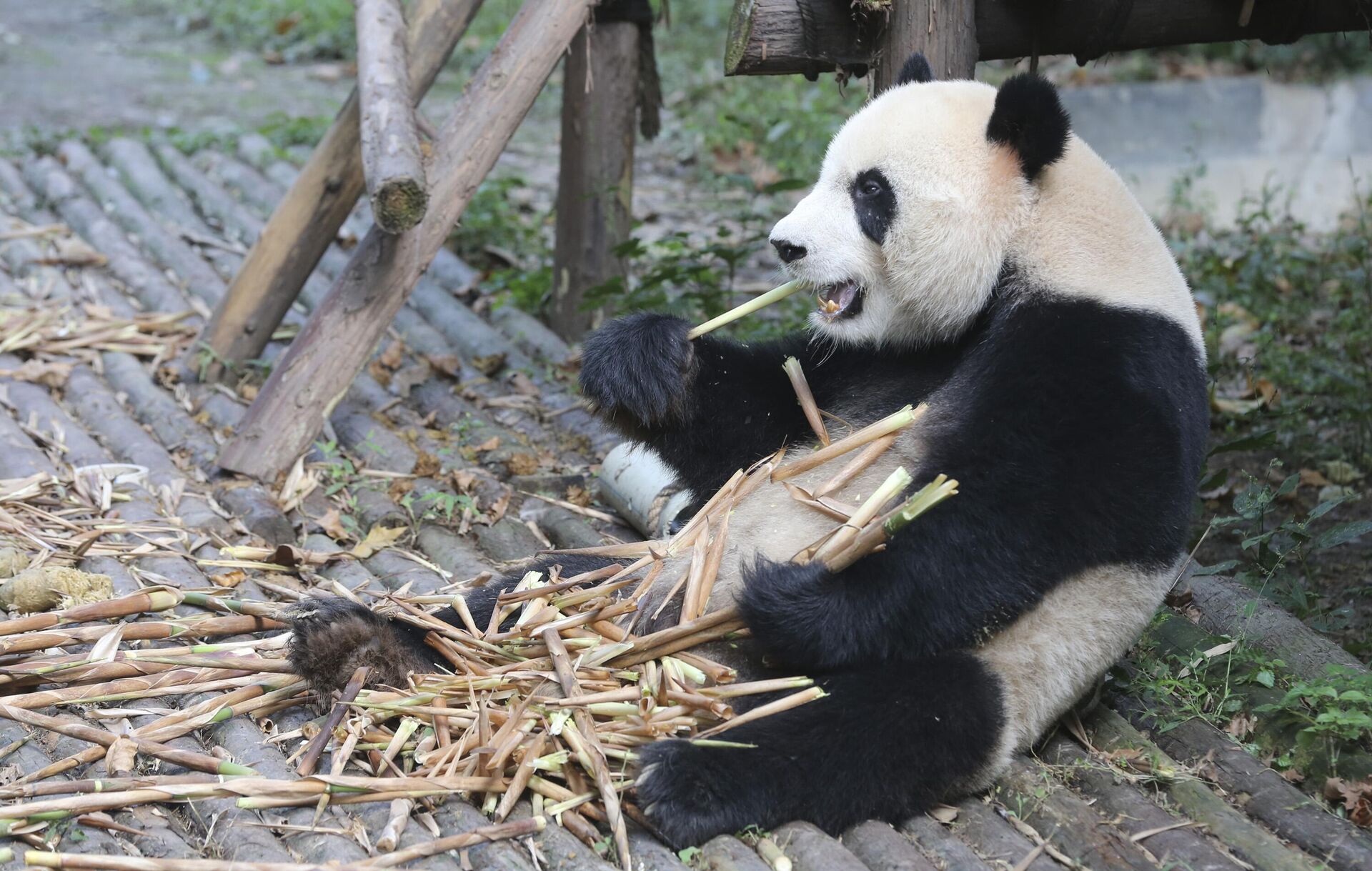 Большая панда в Научно-исследовательском центре разведения панд города Чэнду в Китае - Sputnik Казахстан, 1920, 08.11.2025