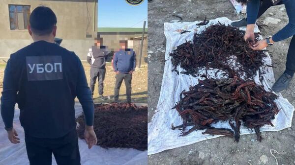 Түркістан облысында Қызыл кітапқа енген өсімдіктерді заңсыз жинағандар ұсталды - Sputnik Қазақстан
