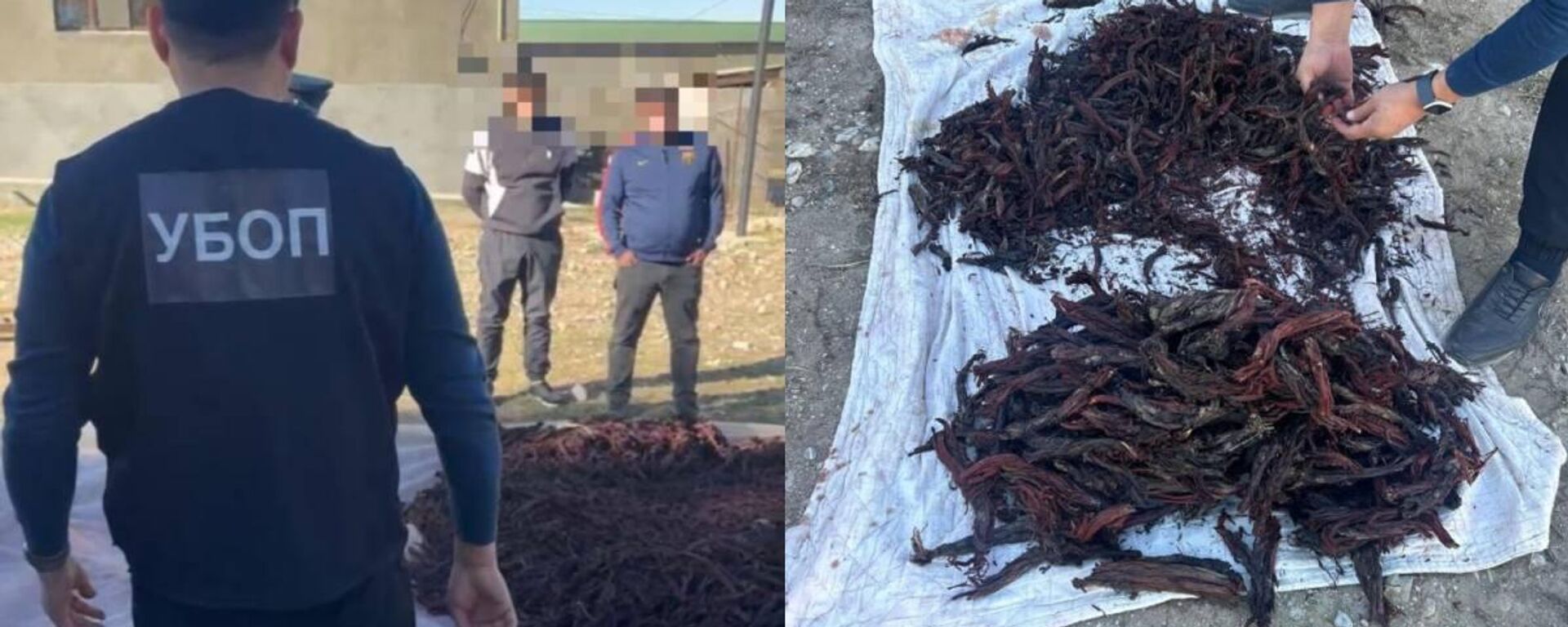 Түркістан облысында Қызыл кітапқа енген өсімдіктерді заңсыз жинағандар ұсталды - Sputnik Қазақстан, 1920, 17.11.2025