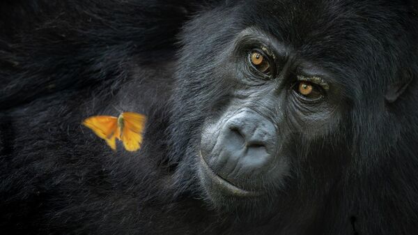 Снимок Shared wonder американского фотографа Mary Schrader, победивший  в категории Animal Portraits конкурса Nature Photographer of the Year 2025 - Sputnik Казахстан