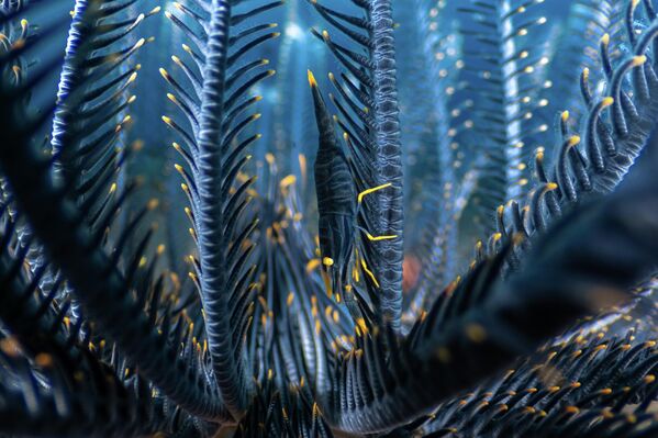 &quot;Дом птиц&quot; испанского фотографа Луиса Арпа Торибио. - Sputnik Казахстан