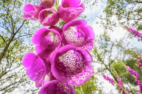 &quot;Цветочные пейзажи&quot; голландского фотографа Тео Босбума. - Sputnik Казахстан