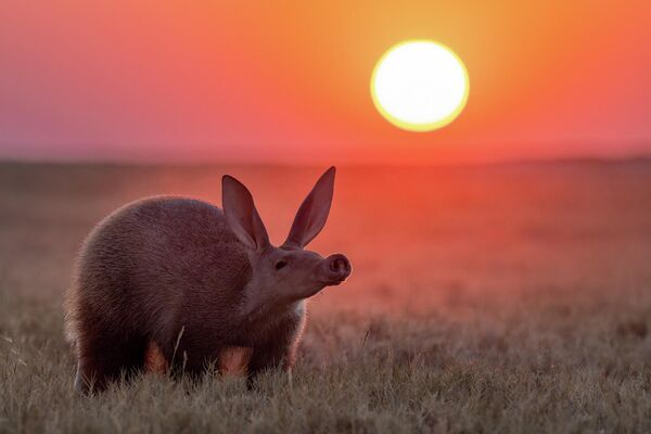 &quot;Любопытный нос&quot; южноафриканского фотографа Лоры Дайер. - Sputnik Казахстан