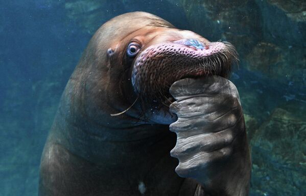 Празднование дня рождения моржа Миши во Всемирный день моржа в Приморском океанариуме, Россия.  - Sputnik Казахстан