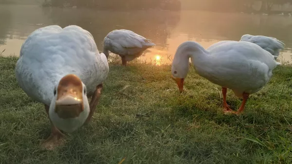 Утка ныряет в пруду в парке в Нью-Дели, Индия - Sputnik Казахстан