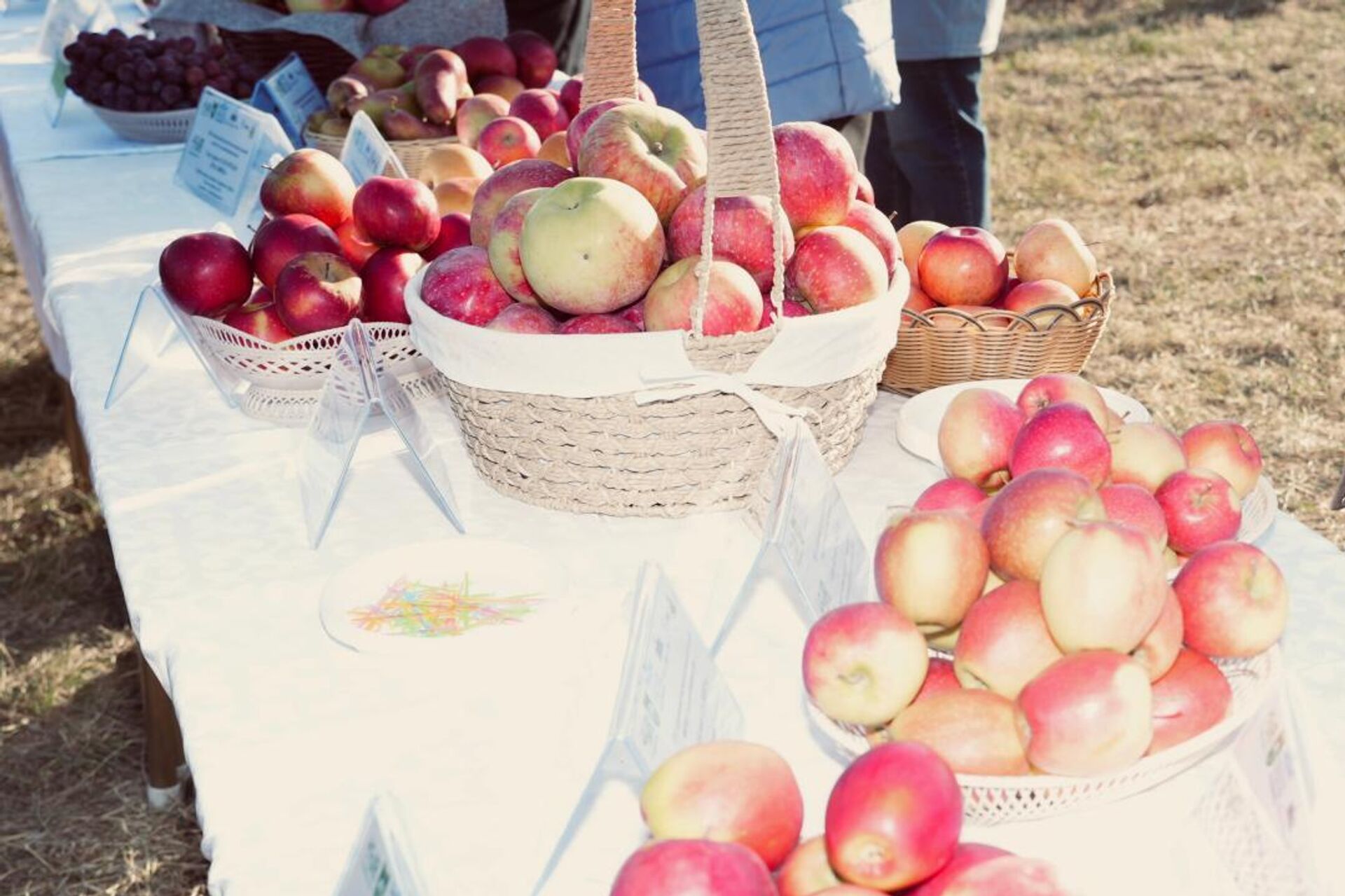 Казахстан и Россия реализуют совместный проект по развитию интенсивного садоводства - Sputnik Казахстан, 1920, 03.12.2025