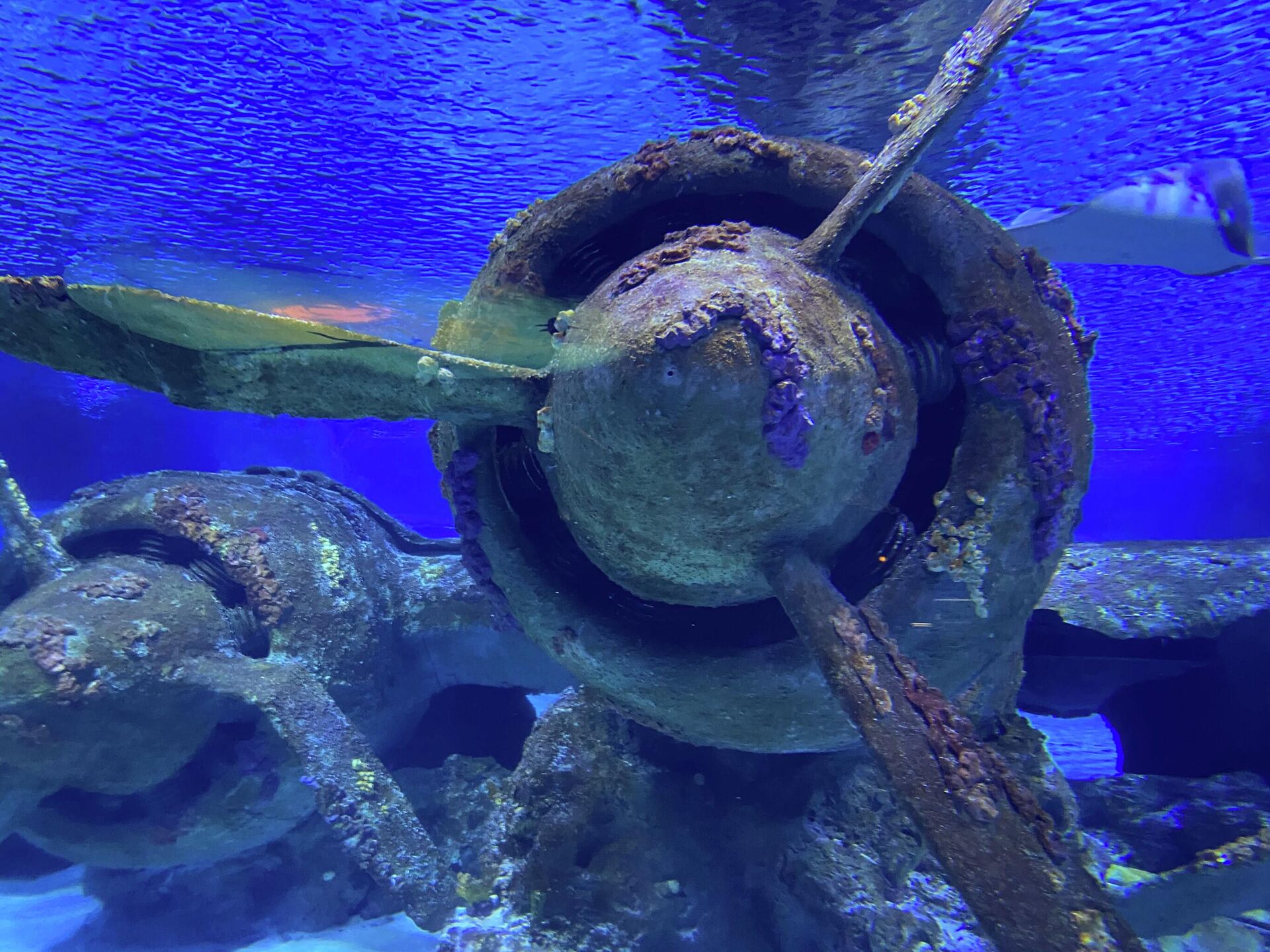 Обломки японского самолета под водой близ аивабазы Перл-Харбор Обломки японского самолета под водой близ аивабазы Перл-Харбор - Sputnik Казахстан, 1920, 06.12.2025