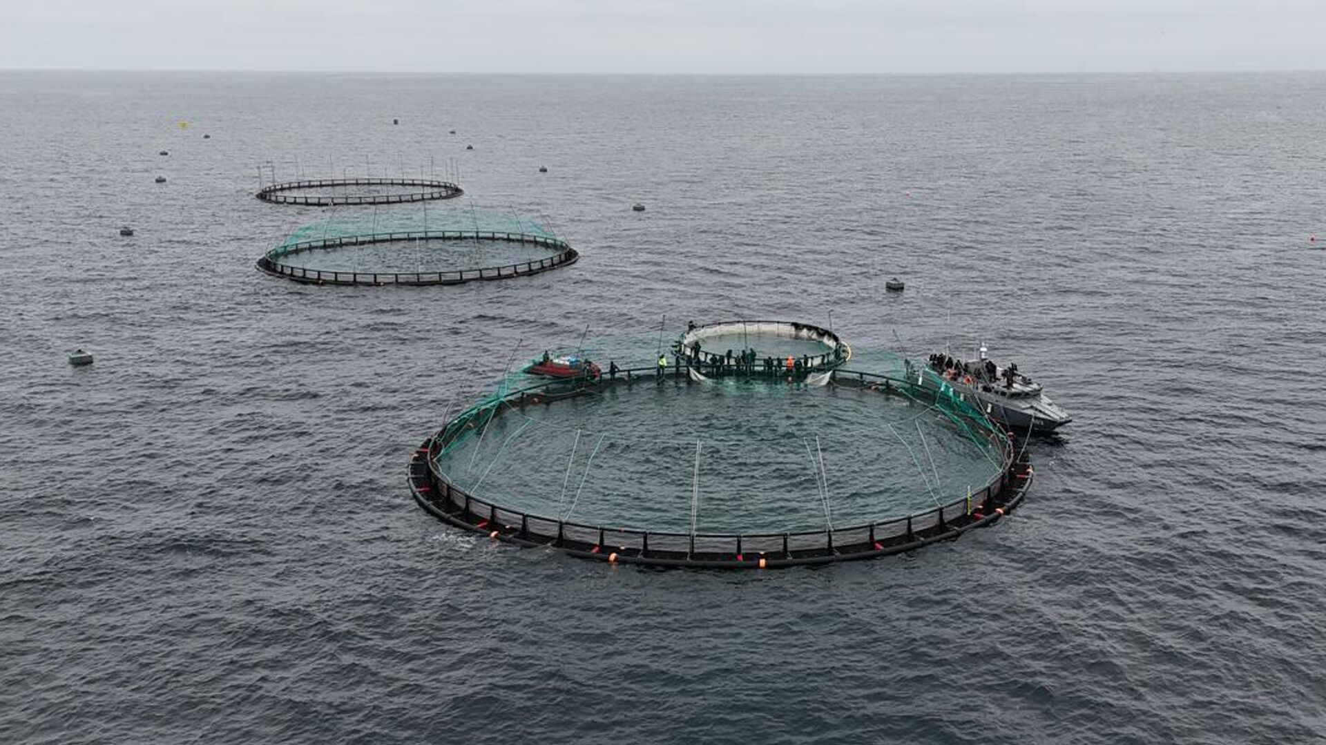 В Мангистау реализуется первый в Центральной Азии проект морской аквакультуры
В Мангистау реализуется первый в Центральной Азии проект морской аквакультуры
- Sputnik Казахстан, 1920, 13.12.2025