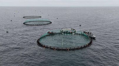 В Мангистау реализуется первый в Центральной Азии проект морской аквакультуры
